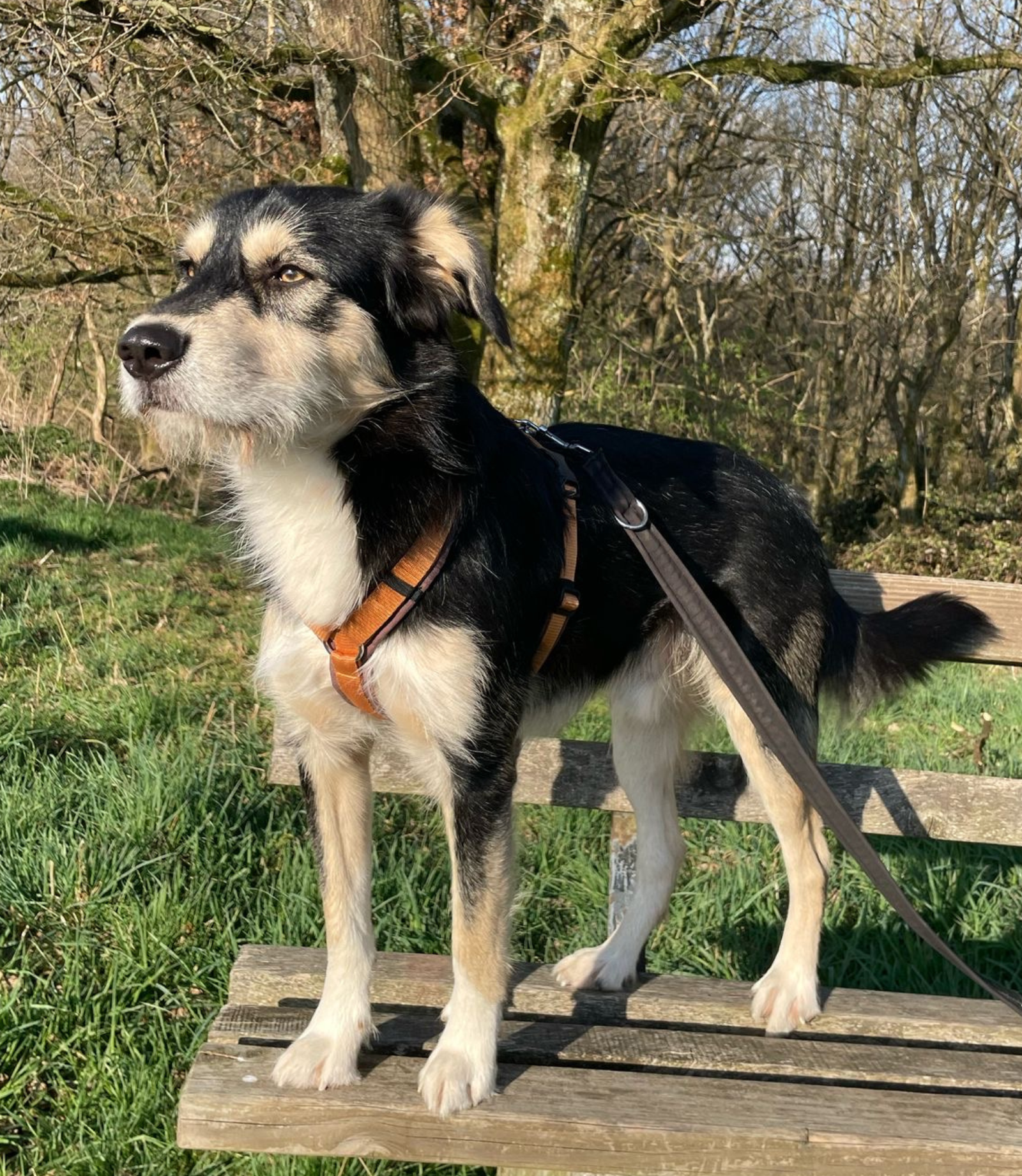 Hund mit handgefertigtem Rudelheld-Geschirr