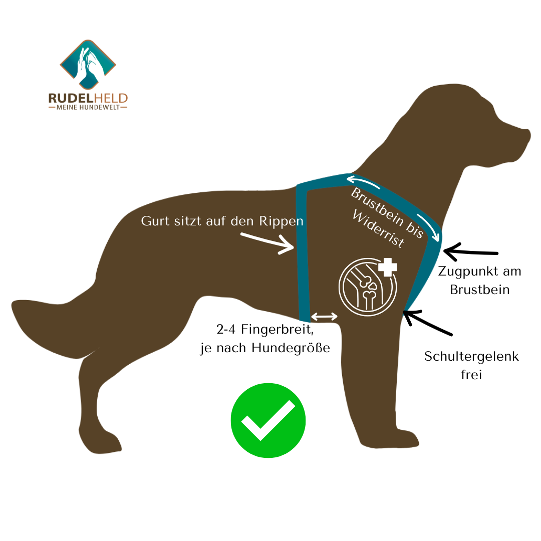 Infografik zum Y-Geschirr
